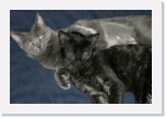CIMG0471 * 612 x 407 * (215KB)